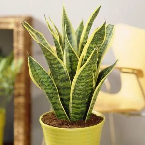 Pronetspace Product Image - Les plantes décoratives les plus résistantes 