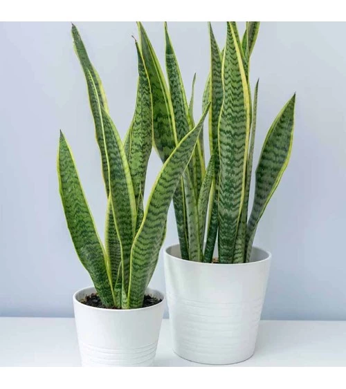 Pronetspace Product Image - Les plantes décoratives les plus résistantes 