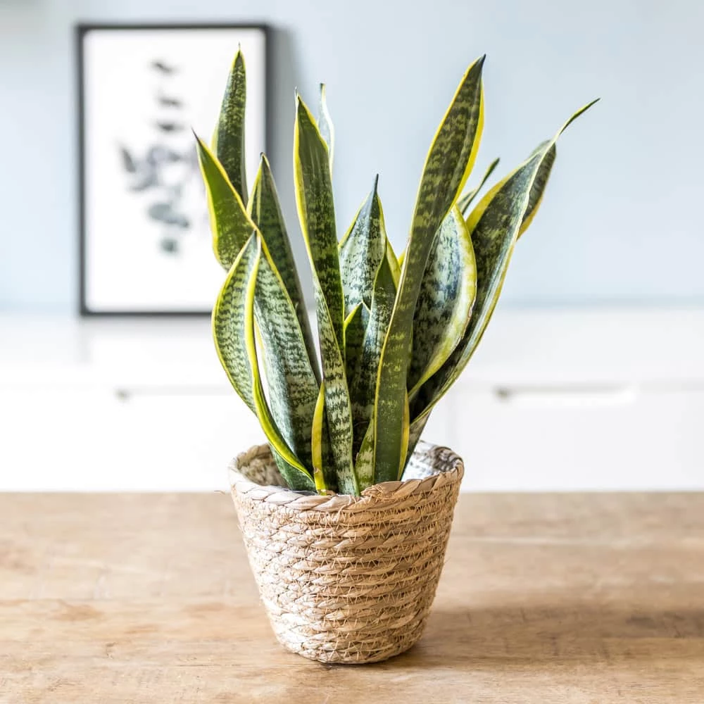 Pronetspace Product Image - Les plantes décoratives les plus résistantes 