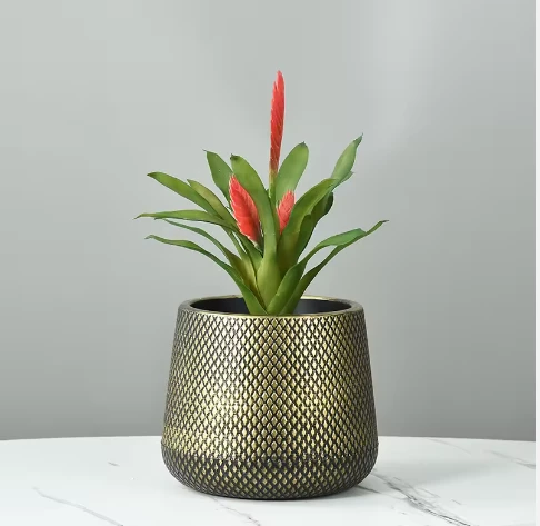 Pronetspace Product Image - grandes plantes d'extérieur