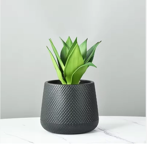 Pronetspace Product Image - grandes plantes d'extérieur