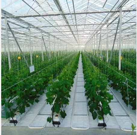 Pronetspace Product Image - Serre agricole commerciale à travées multiples