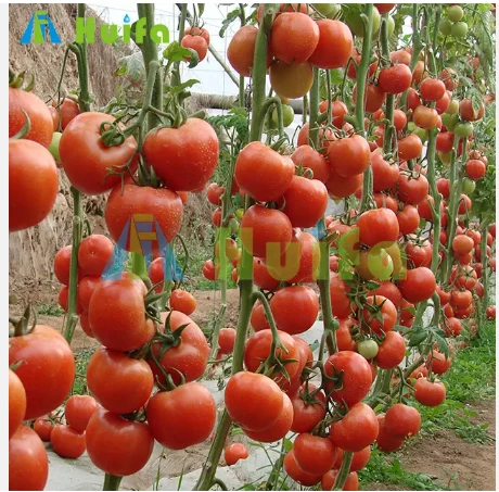 Pronetspace Product Image - Large Size High Tunnel Agricultural Greenhouse for Tomato