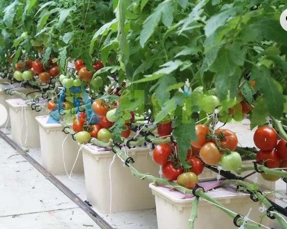 Pronetspace Product Image - Large Size High Tunnel Agricultural Greenhouse for Tomato