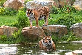 Pronetspace Product Image - Zoo Park