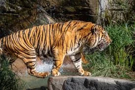 Pronetspace Product Image - Zoo Park