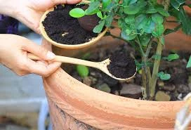 Pronetspace Product Image - Engrais Naturel 